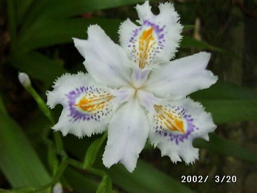 Afbeeldingen van Iris Japonica Variegata