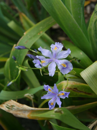 Afbeeldingen van Iris Confusa