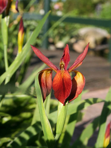 Afbeeldingen van Iris Fulva