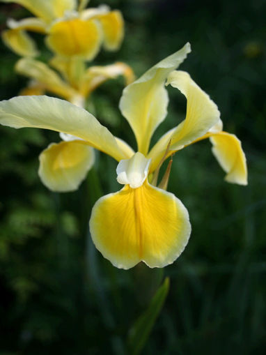 Afbeeldingen van Iris Orientalis