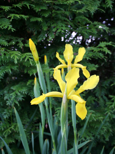 Afbeeldingen van Iris Crocea