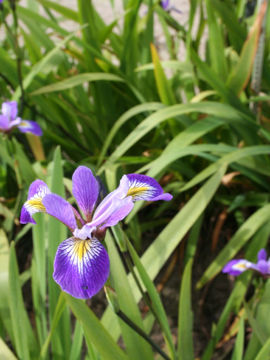 Toon details van Versicolor Mountain Brook Afbeeldingen van Versicolor Mountain Brook