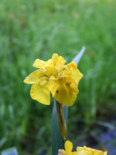 Afbeeldingen van Pseudacorus Flore Pleno