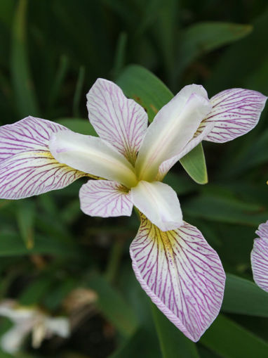 Afbeeldingen van Versicolor Candy Striper