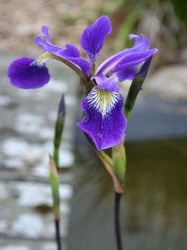 Toon details van Versicolor Gerald Darby Afbeeldingen van Versicolor Gerald Darby
