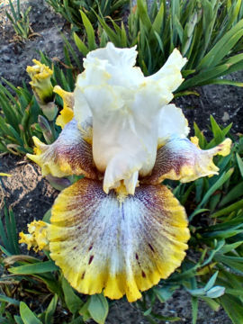 Toon details van Ring Around Rosie Afbeeldingen van Ring Around Rosie