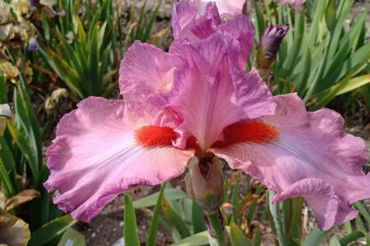 Toon producten in de categorie Iris Germanica Afbeelding voor categorie Iris Germanica