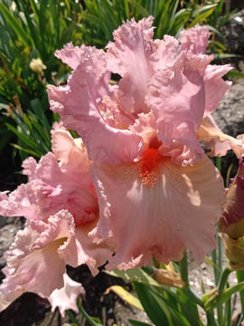 Toon details van Social Event Afbeeldingen van Social Event