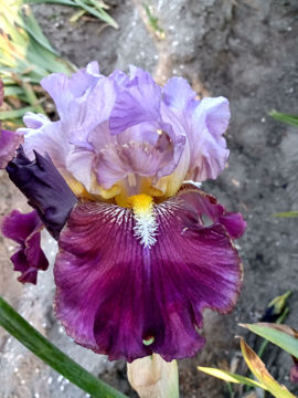 Toon details van Sparkling Sven Afbeeldingen van Sparkling Sven