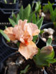 Picture of Autumn Tangerine
