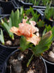 Picture of Autumn Tangerine