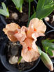 Picture of Autumn Tangerine