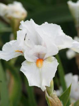 Toon details van I'll Be Back Afbeeldingen van I'll Be Back