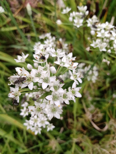 Afbeeldingen van Allium tuberosum