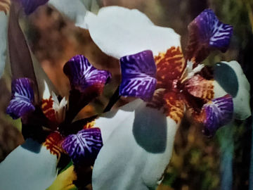 Toon details van Neomarica northiana Afbeeldingen van Neomarica northiana