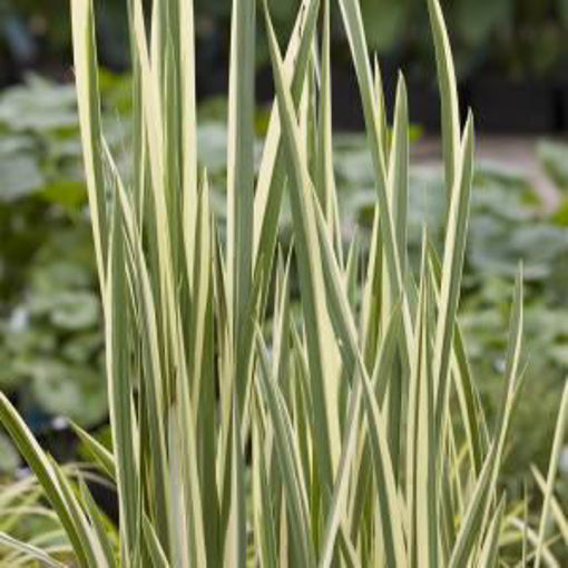 Afbeeldingen van Acorus calamus 'Variegatus'