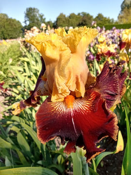 Toon details van Lovely Lucas Afbeeldingen van Lovely Lucas