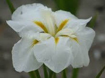 Toon details van White Ladies Afbeeldingen van White Ladies