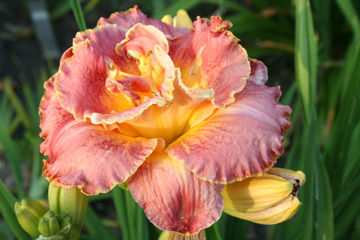 Toon details van Unlock The Stars Afbeeldingen van Unlock The Stars