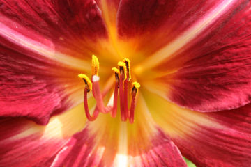Toon details van Verrassingspakket 1 Hemerocallis 5x Afbeeldingen van Verrassingspakket 1 Hemerocallis 5x