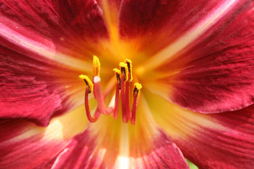 Afbeeldingen van Verrassingspakket 1 Hemerocallis 5x