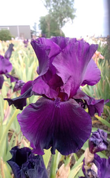 Toon details van Black Beauty Afbeeldingen van Black Beauty