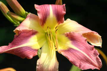 Toon details van Star of Fantasy Afbeeldingen van Star of Fantasy