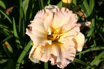 Toon details van Our Diane Afbeeldingen van Our Diane