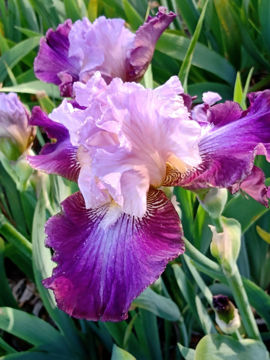 Toon details van Sparkling Cas Afbeeldingen van Sparkling Cas