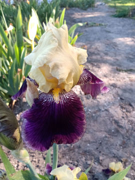 Toon details van Lovely Sem Afbeeldingen van Lovely Sem