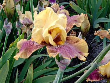 Toon details van Sparkling  Luuk Afbeeldingen van Sparkling  Luuk