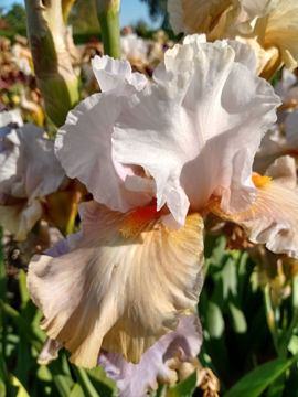 Toon details van Lovely Eva Afbeeldingen van Lovely Eva