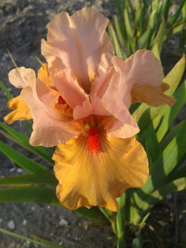 Toon details van Aaitje Afbeeldingen van Aaitje