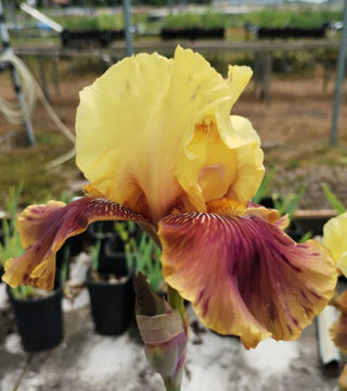 Toon details van Sparkling Benno Afbeeldingen van Sparkling Benno