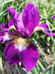 Picture of Ahrtalwein