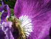 Picture of Ahrtalwein