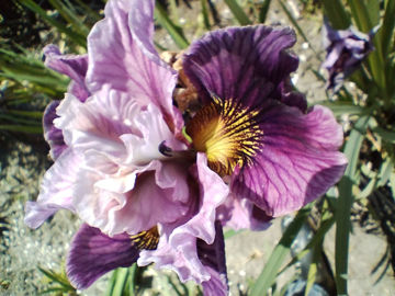 Toon details van Mad Hat Afbeeldingen van Mad Hat