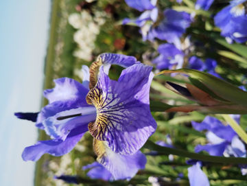 Toon details van Mountain Lake Afbeeldingen van Mountain Lake