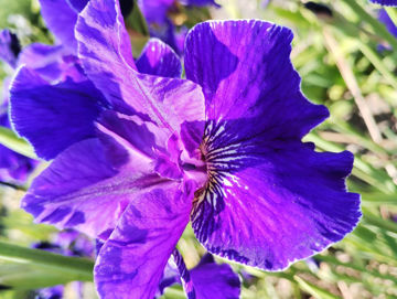 Toon details van Trim The Velvet Afbeeldingen van Trim The Velvet