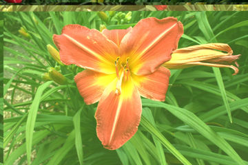 Toon details van Norton Signal Afbeeldingen van Norton Signal