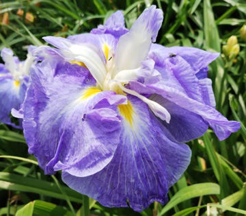 Toon details van Belgium Crown Afbeeldingen van Belgium Crown