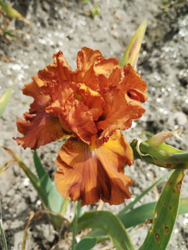 Toon details van Erotic Touch Afbeeldingen van Erotic Touch