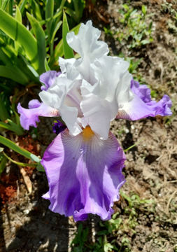 Toon details van Lovely June Afbeeldingen van Lovely June