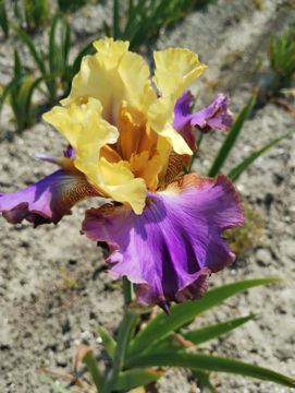 Toon details van Lovely Nora Afbeeldingen van Lovely Nora