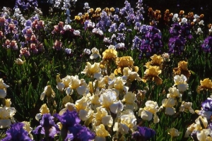 kwekerij-joosten-iris-veld
