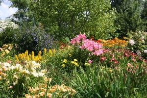 hemerocallis-bloeitijd 