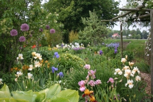 iris-tuin-allium.jpg