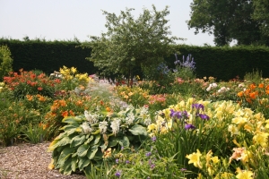 showtuin-hemerocallis-pollen.jpg