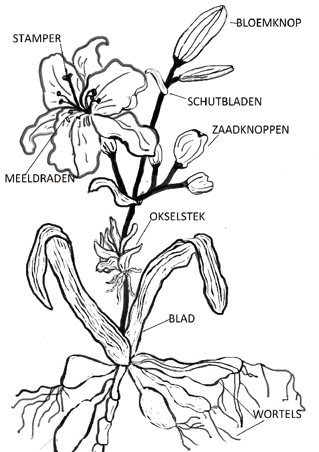 Van toepassing zijn familie Miniatuur Informatie over de Hemerocallis (daglelie) | Kwekerij Joosten | Iris en  Hemerocallis planten