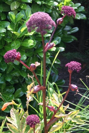 angelica-sylvestris-purpurea